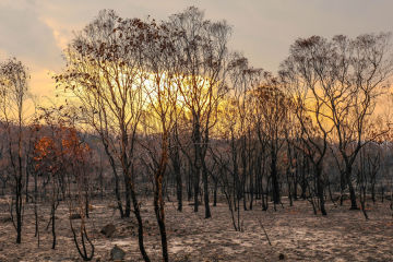 Suncorp assisting customers affected by bushfires