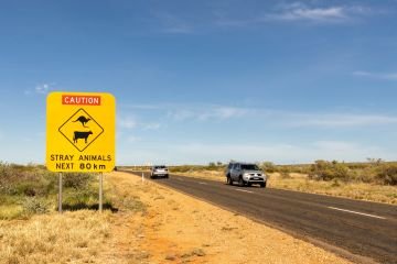 Regional roads prove to be hotspots for wildlife crashes